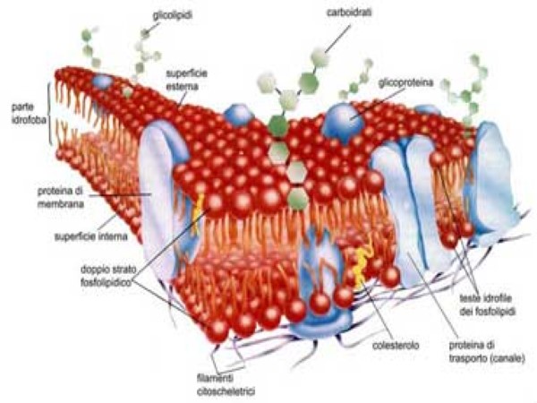 Analisi del Profilo Lipidomico di Membrana